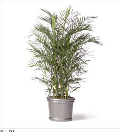 Chamaedorea Seifrizii