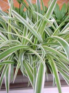 Chlorophytum Comosum